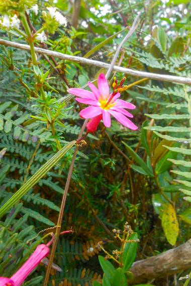 Den smukke lyserøde blomst fra Hyacintblomstret passionsblomst (Passiflora hyacinthiflora)