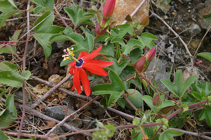 Rød passionsfrugt (Passiflora manicata) i blomst