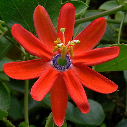 Rød passionsfrugt (Passiflora manicata) | frø, 10 stk.