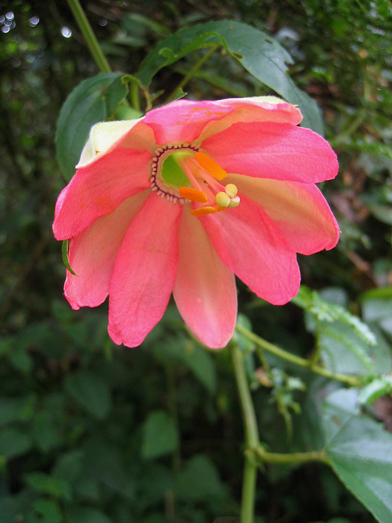 En lyserød blomst af Tumbo passionsfrugt (Passiflora mixta) 
