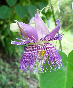 Blomsten af Seemanns passionsfrugt (Passiflora seemannii)