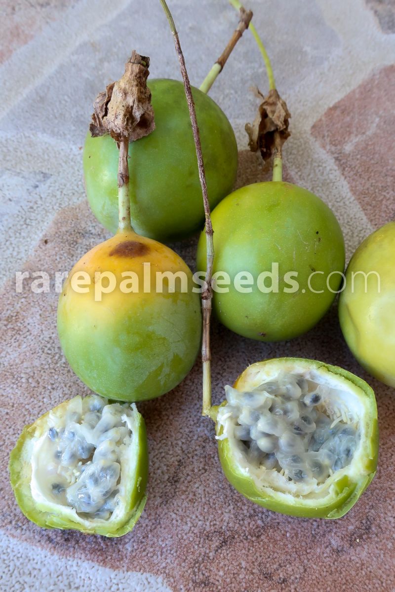 De spiselige frugter af Seemanns passionsfrugt (Passiflora seemannii)
