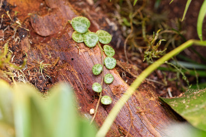 Skildpaddeplante (Peperonia prostata) i terrarium til pilegiftfrøer