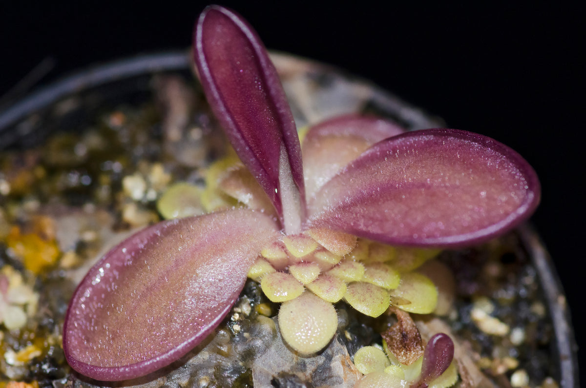 Vibefedt (Pinguicula laueana) med dens meget røde blade