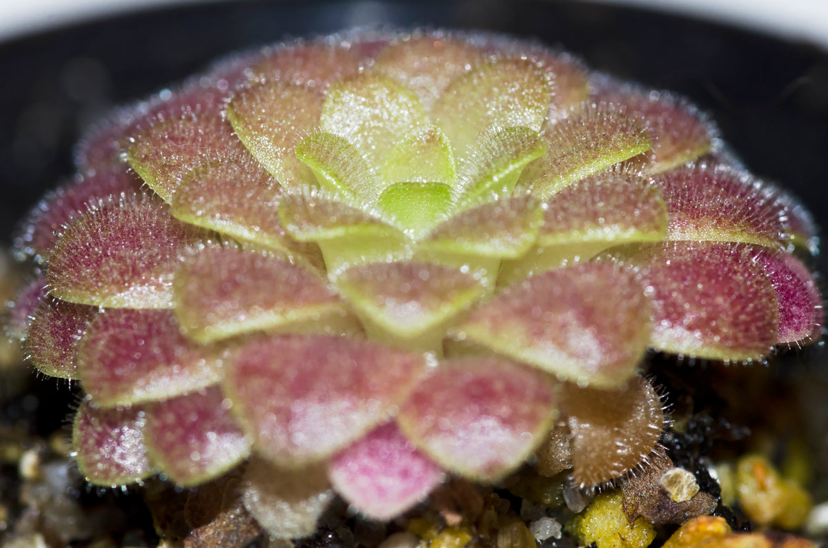 vinterrosset hos den Mexicanske Vibefedt (Pinguicula laueana)