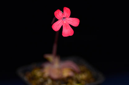 Den smukke og sjældne røde blomst hos Vibefedten (Pinguicula laueana)