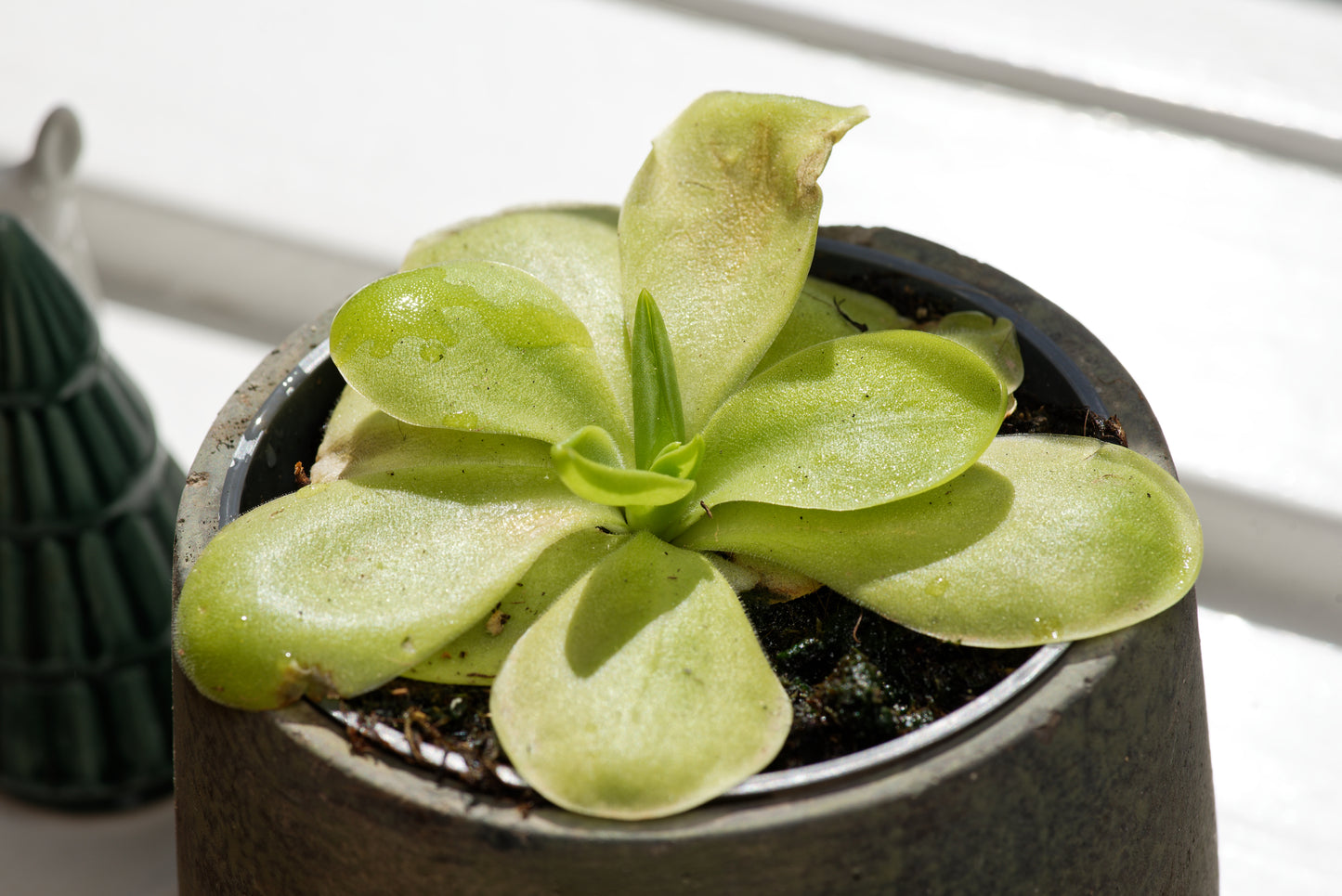 Vibefedt (Pinguicula x Tina) i en lille potte