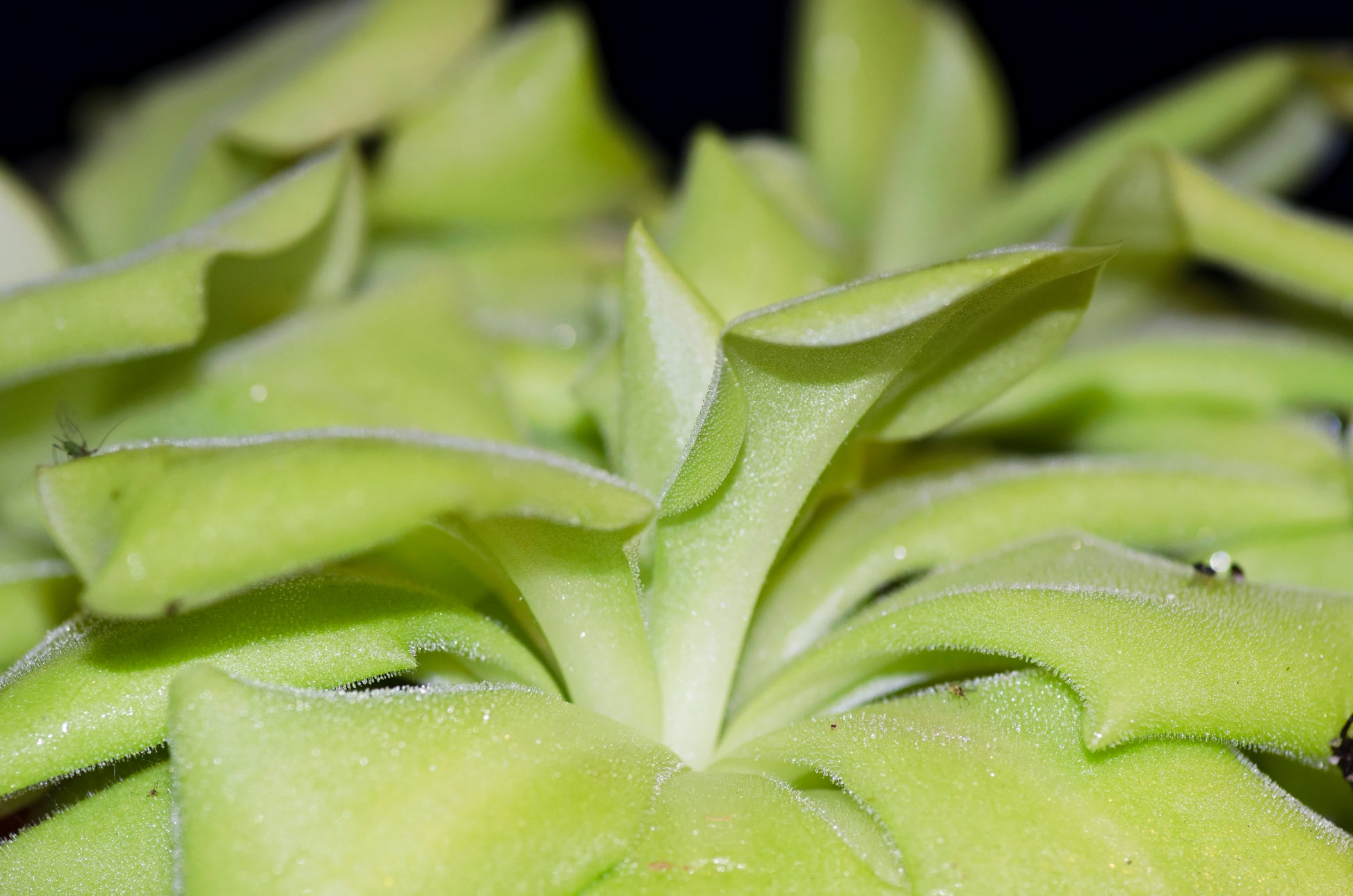 Den kødædende plante Pinguicula x Tina