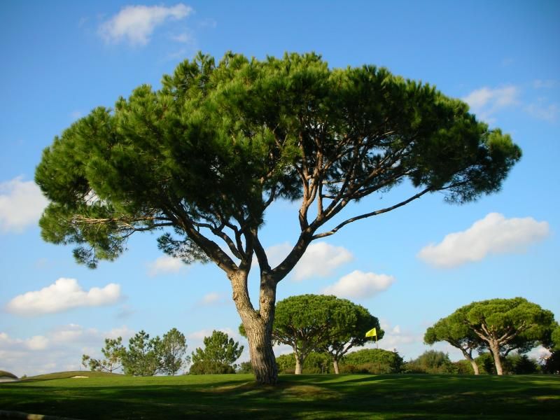 Stort og flot Pinjetræ (Pinus pinea)