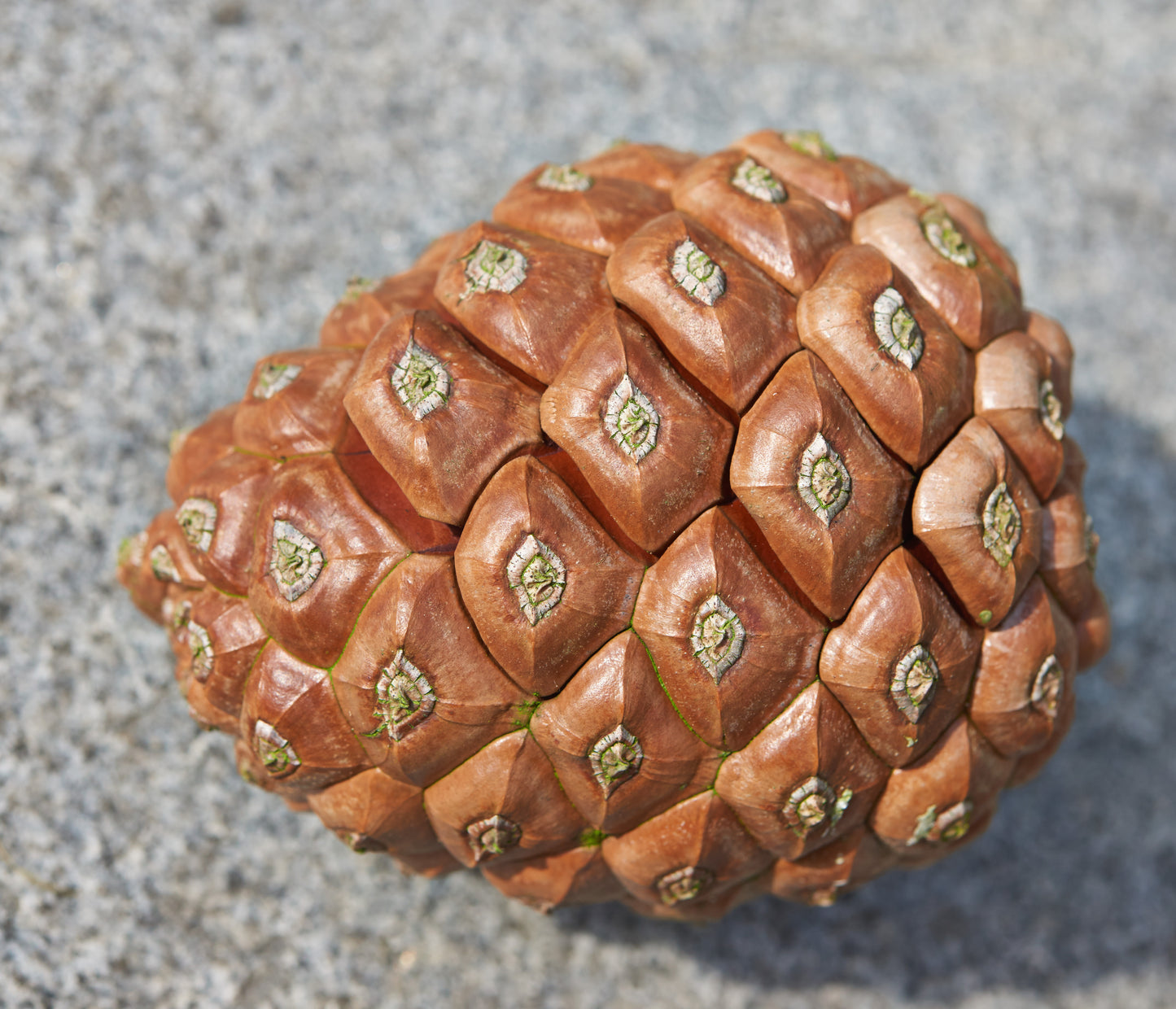Pinjetræ (Pinus pinea) | frø – a Piece of Nature
