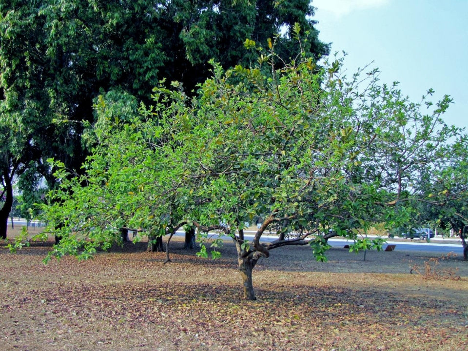 Stort flot Guavatræ (Psidium guajava)