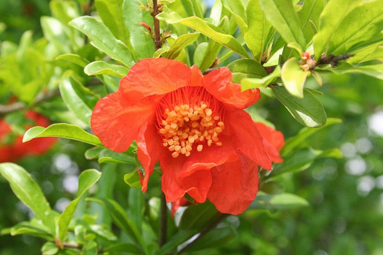 Den fine røde blomst fra Granatæble (Punica granatum) 