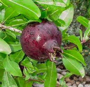 Frugter af lilla dværggranatæble (Punica granatum "purple fruit")