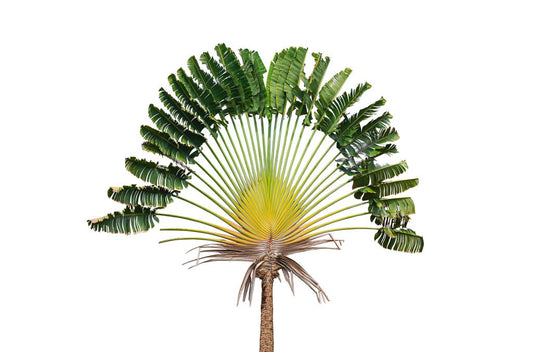 Rejsendes træ (Ravenala madagascariensis) | frø, 10 stk.