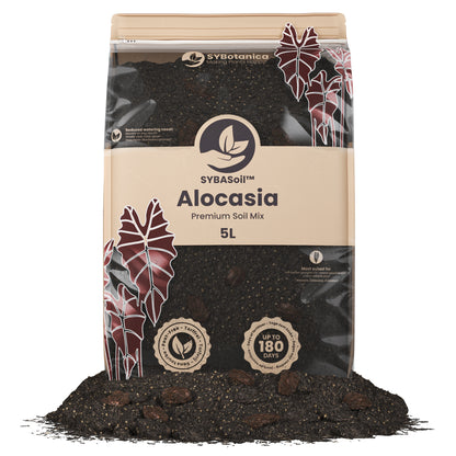 Fin pose med jord til Alocasia planter