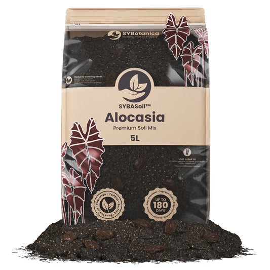 Fin pose med jord til Alocasia planter