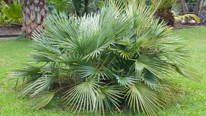 Dværg palmetto (Sabal minor) voksende i en græsplæne