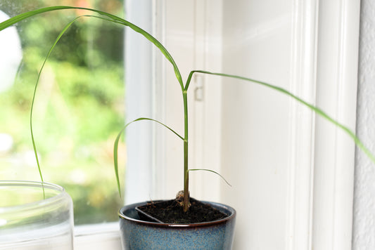 Lille plante af sukkerrør (Saccharum officinarum)