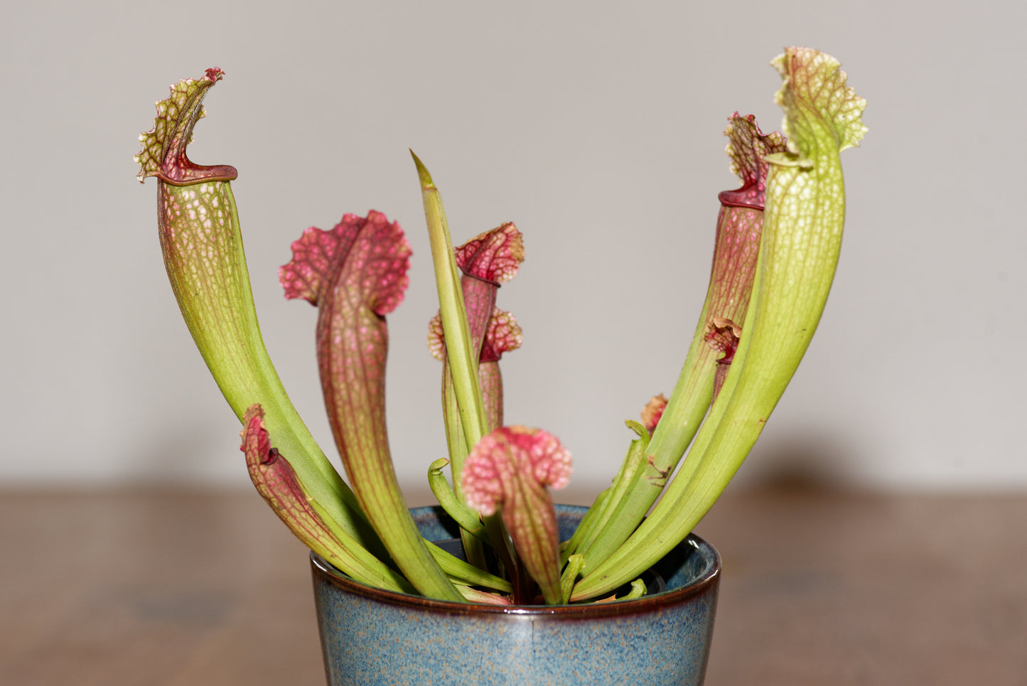 Fluetrompet (Sarracenia Philadelphia) i en lille blå potte