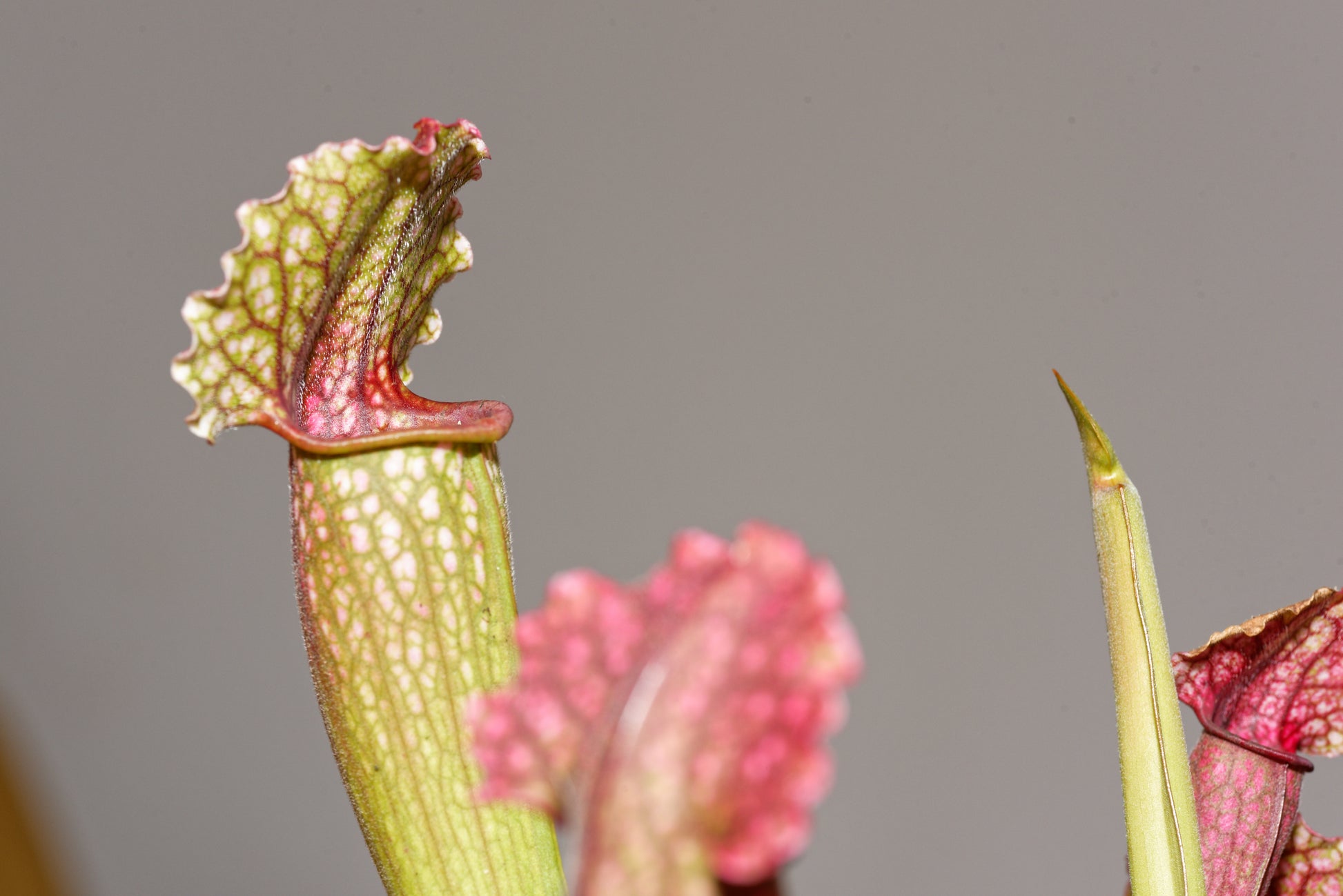 Nærbillede af en kande fra Fluetrompet (Sarracenia Philadelphia)