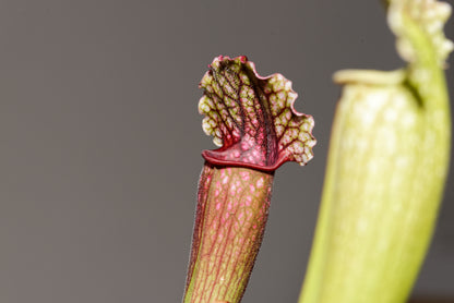Kande af Fluetrompet (Sarracenia Philadelphia)