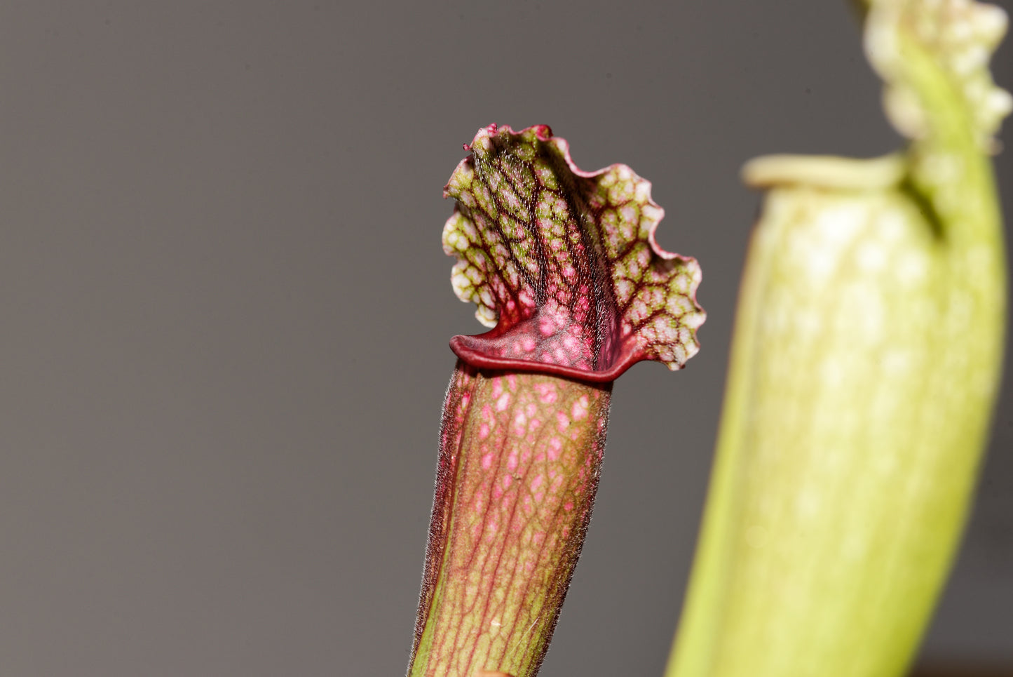 Kande af Fluetrompet (Sarracenia Philadelphia)