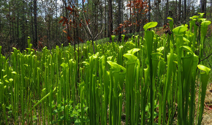 Stor flot gruppe af Gul Fluetrompet (Sarracenia alata)