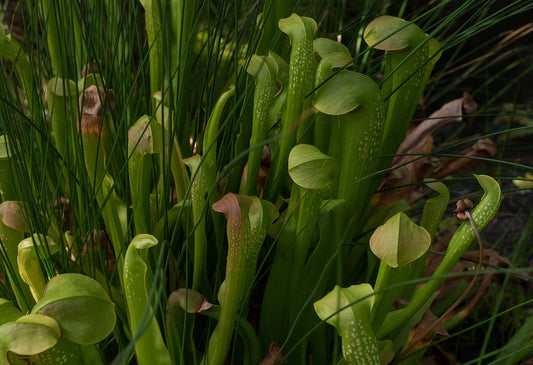 Gruppe af hættet trompetplante (Sarracenia minor)