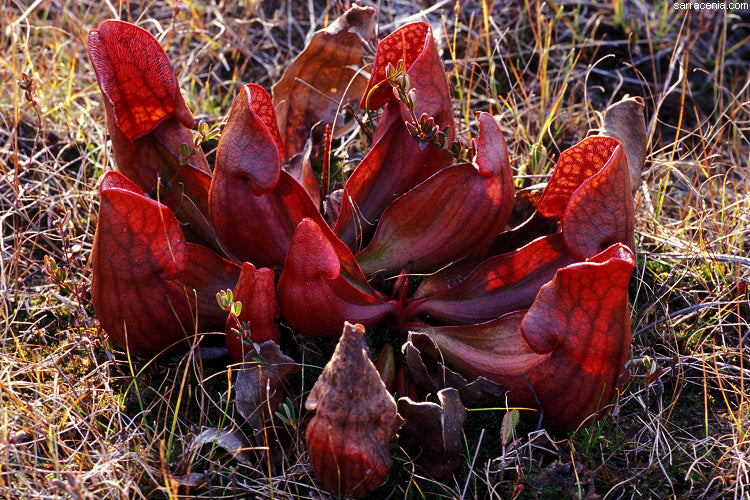 De flotte røde tragte af Fluetrompeten (Sarracenia purpurea purpurea)