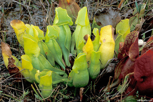 Flot klump af de grønne tragte fra Fluetrompeten (Sarracenia purpurea heterophylla)