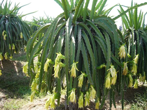Stor og flot blomstrende Hvid Dragefrugt (Hylocereus undatus)