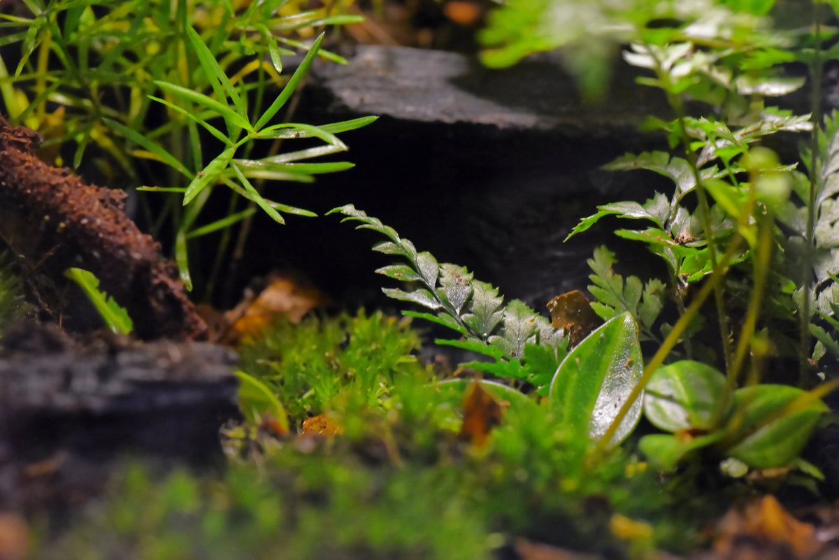 Nærbillede af terrarieplanter