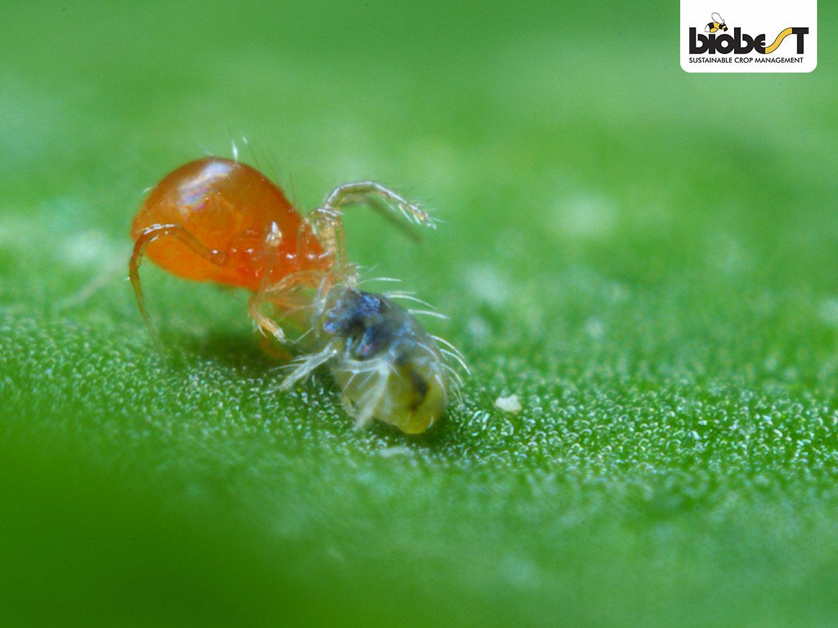 Den orange Spinderovmider (Phytoseiulus persimilis) igang med at spise en spindemide