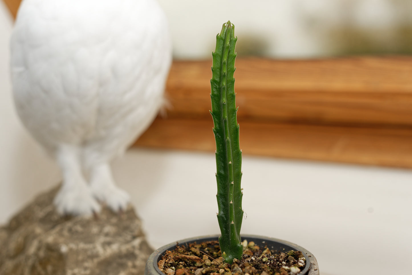 Kæmpe ordensstjerne (Stapelia gigantea) stikling i en vindueskarm