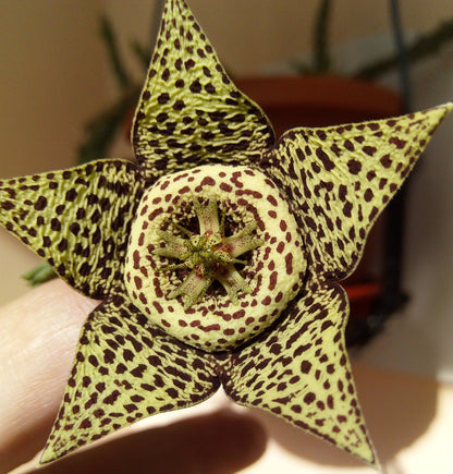 Ordensstjerne (Stapelia variegata) i blomst