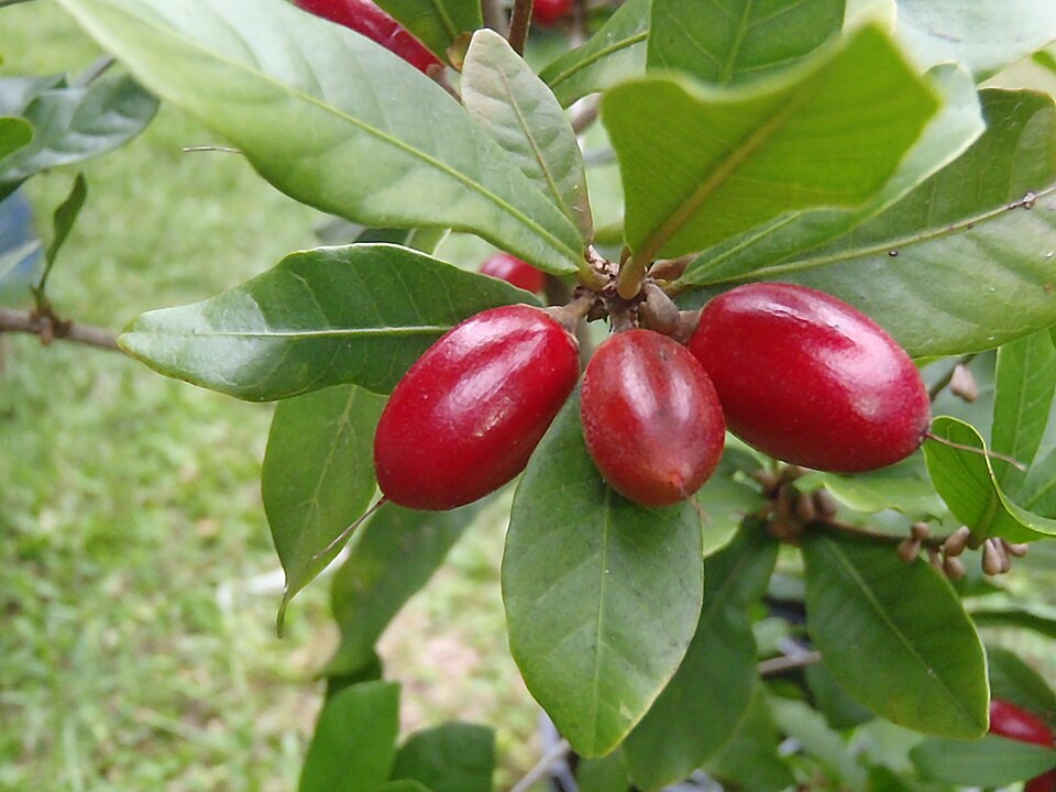Mirakelbær (Synsepalum dulcificum) med røde frugter