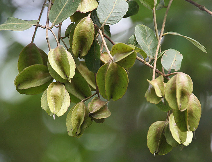 Klase af frugter fra Arjuntræ (Terminalia arjuna)