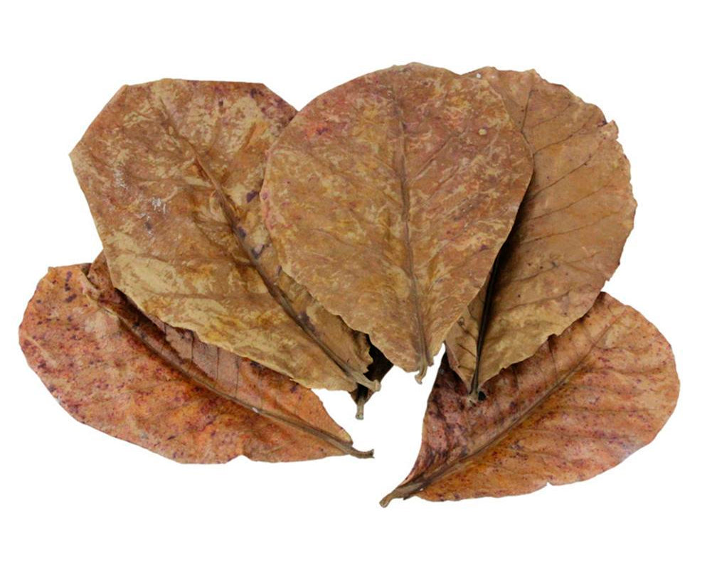 Tørrede blade fra Indisk mandel (Terminalia catappa)