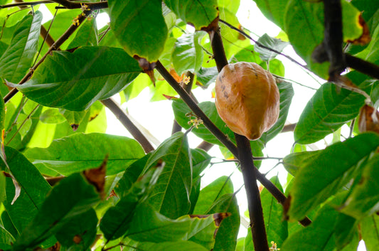 En enkelt kakaofrugt siddende på stammen af et Kakaotræ (Theobroma cacao)