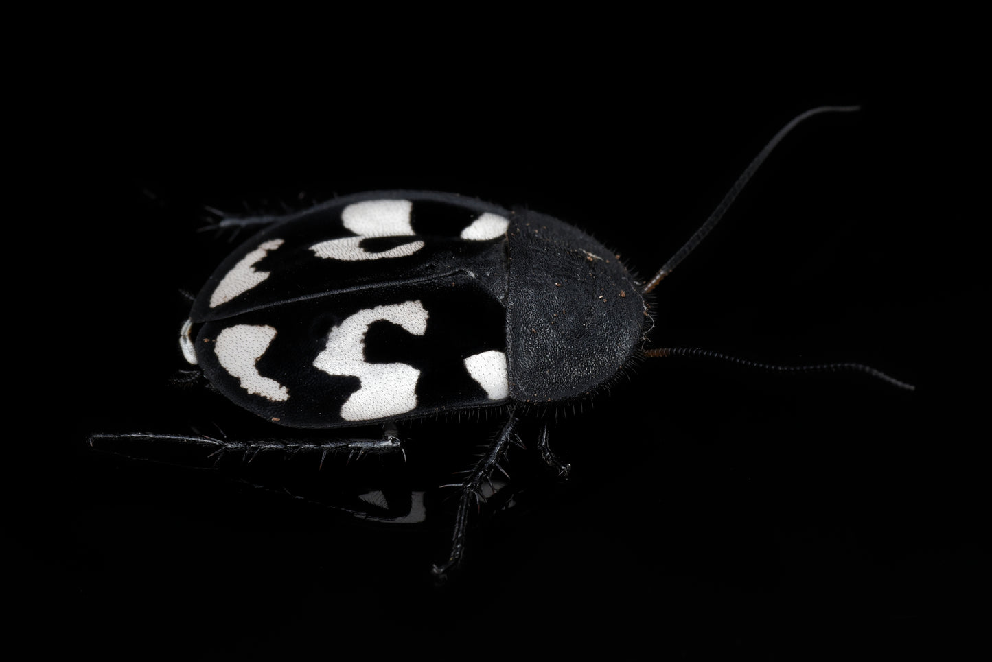Spørgsmålstegnskakerlak (Therea olegrandjeani) med sit karakteristiske spørgsmåltegn på ryggen