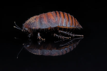 Spørgsmålstegnskakerlak (Therea olegrandjeani) nymfe