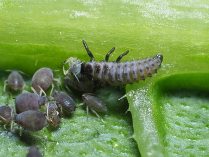 Larve af Toplettede mariehøns (Adalia bipunctata)