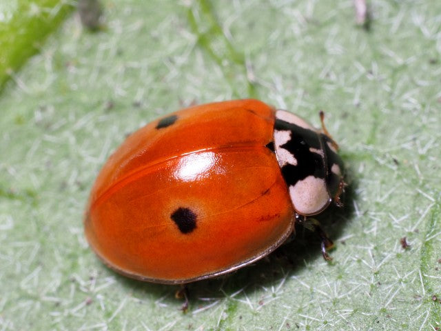 Den Toplettede mariehøns (Adalia bipunctata)