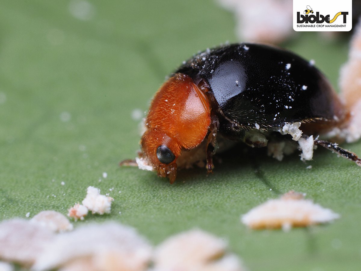 Nærbillede af uldlusmariehøne