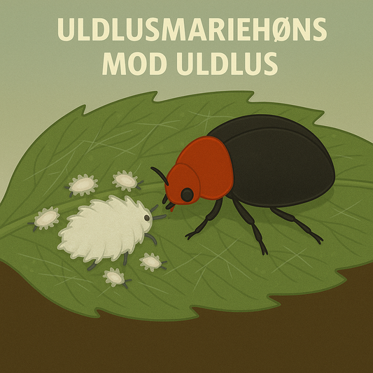 Illustration af Uldlusmariehøns (Cryptolaemus sp.), der spiser uldlus