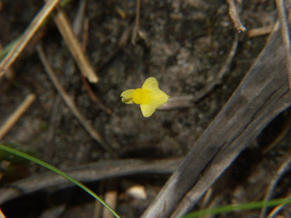 Nærbillede af den gule blomst af Finblomstret blærerod (Utricularia subulata) 