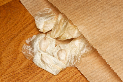 De sjove og spændende frø fra Ørkenblad (Welwitschia mirabilis)