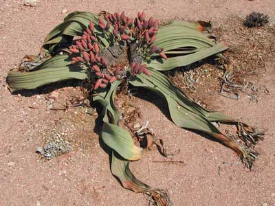 Blomstrende Ørkenblad (Welwitschia mirabilis)
