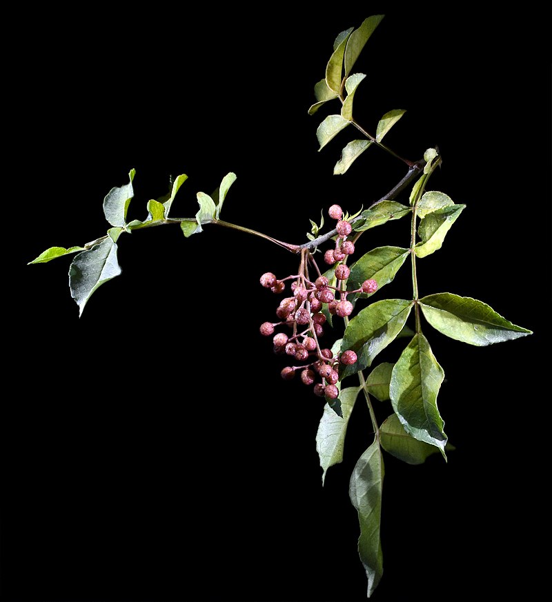 Flot Japansk pebertræ (Zanthoxylum piperitum) med røde frugter på en sort baggrund
