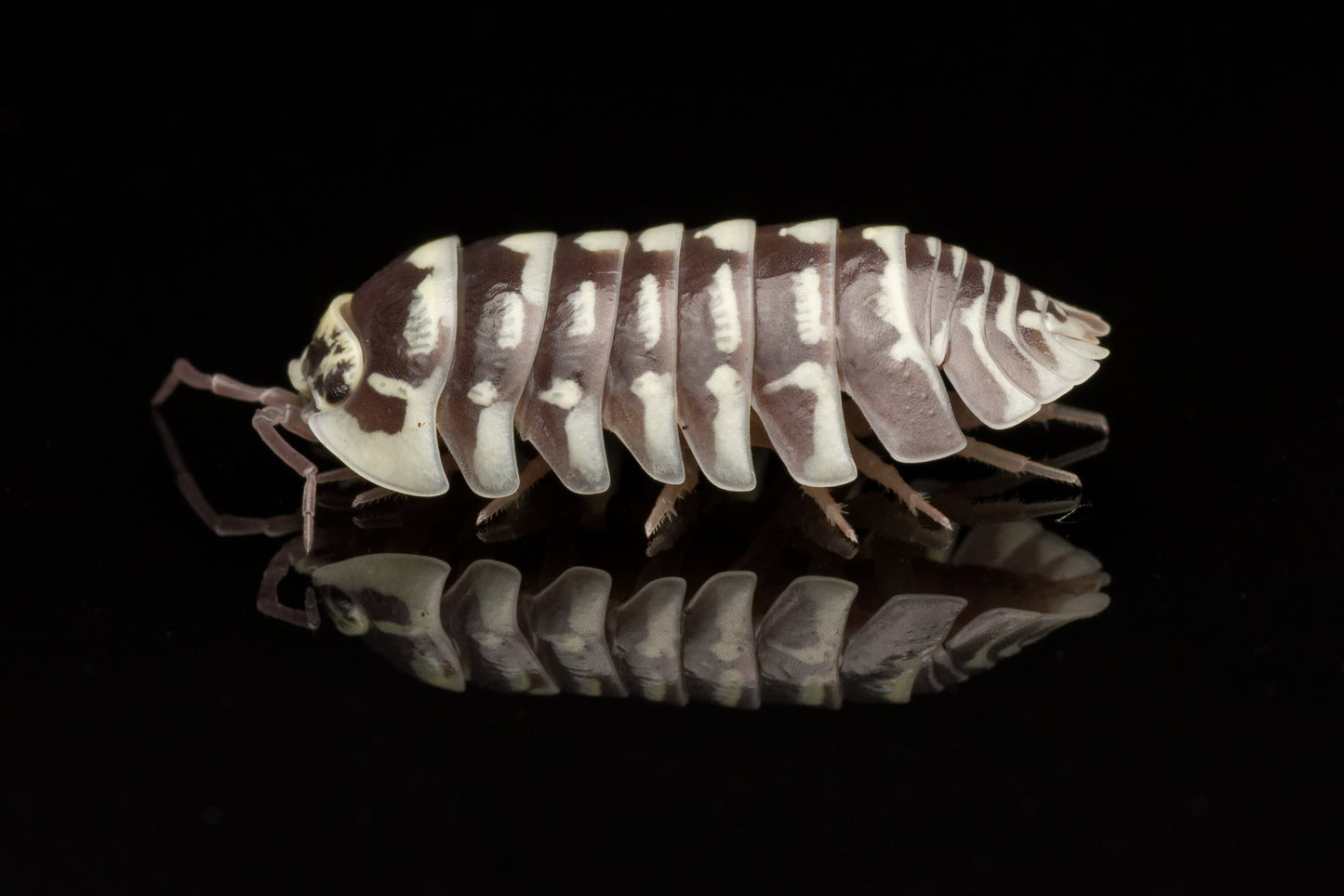 Zebra bænkebider (Armadillidium maculatum) | 10 stk.